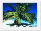 PALM1 * VT-Compress (tm) Xing Technology Corp. * 800 x 570 * (224KB)